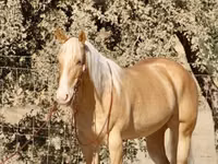 Horse (M), Quarter Horse — photo 6