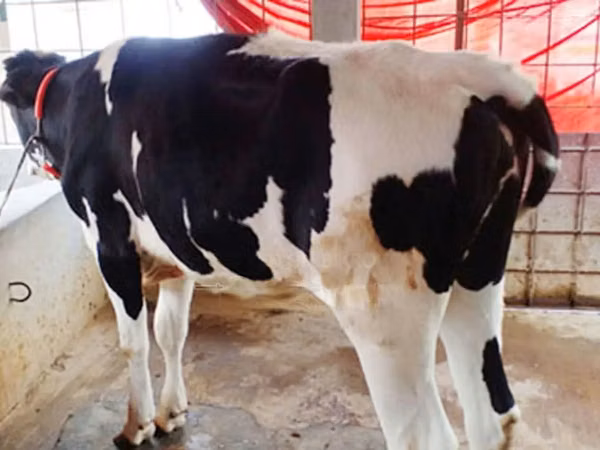 Cow, Russian Black pied cattle — Bangladesh