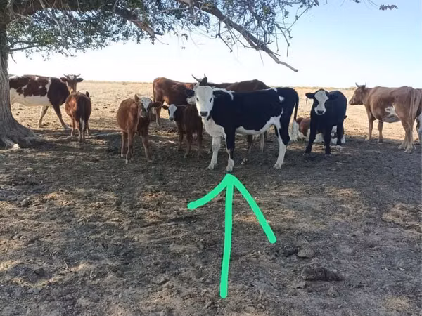 Bull, Cattle — Kazakhstan