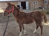Айғыр, Thoroughbred horse — 2-сурет