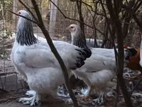 Brahma — foto 3