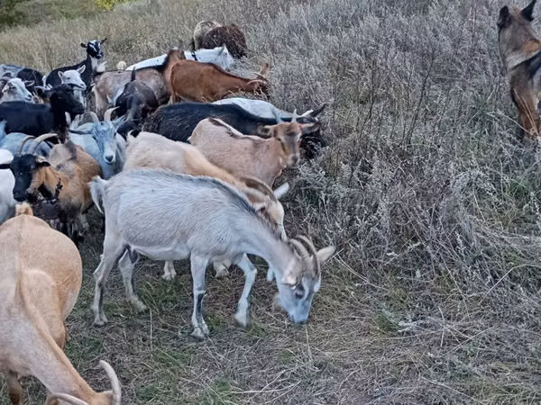 Goat, Goats — Moldova