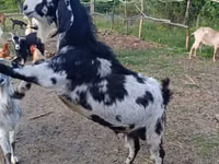 تيس, Nubian Goat — الصورة 5