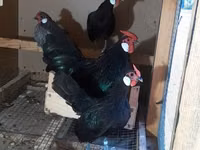 Chickens — عکس 1