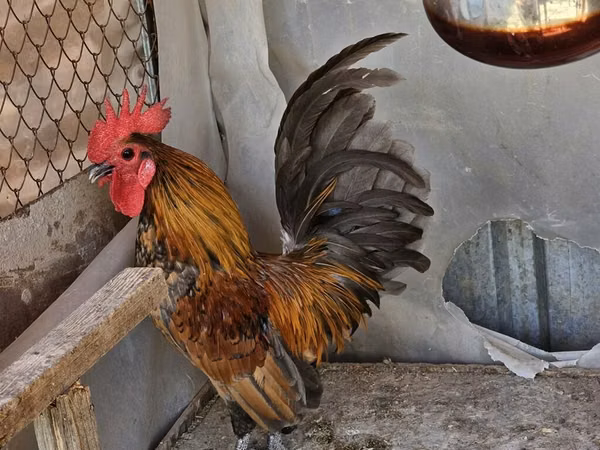 Chickens — Kirgistaan
