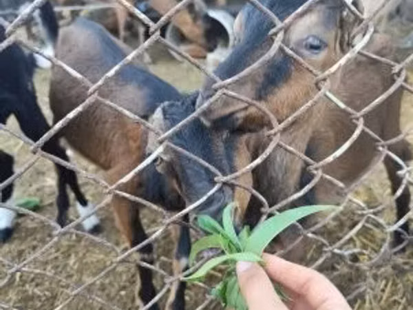 Billy Goat, Goats