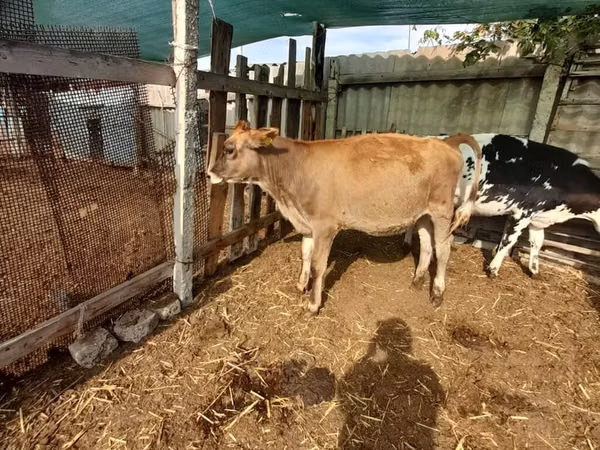 Cow, Swiss cattle — Kyrgyzstan