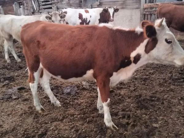 Cow, Simmental cattle — Kazakhstan