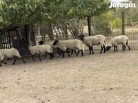 Ram, Blackheaded Persian sheep — photo 2