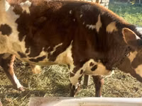 Bull, Simmental cattle — photo 1