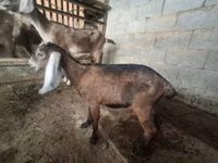 แพะตัวเมีย, Nubian Goat — รูปภาพ 2