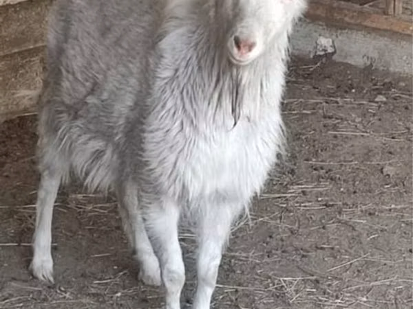 بز نر, Saanen goat — قزاقستان