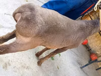 Ram, Hissar sheep — photo 3
