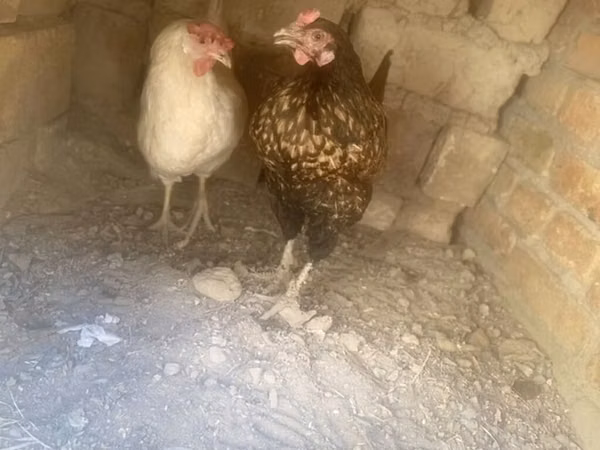Chickens — Kyrgyzstan