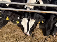 Cow, Russian Black pied cattle — photo 8