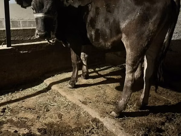 Bull, Swiss cattle — Kyrgyzstan