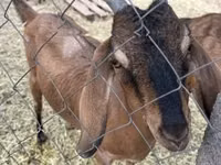 بز ماده, Nubian Goat — عکس 2