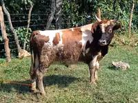 公牛, Cattle — 照片 3