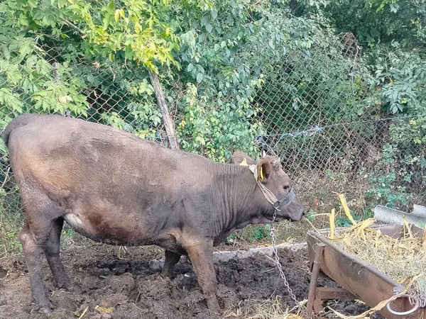 Cow, Cattle — Moldova