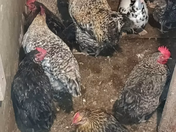 Chickens