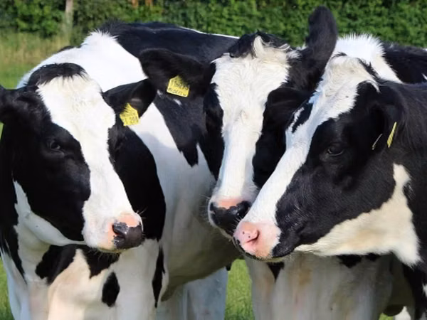 Cow, Russian Black pied cattle — Russia