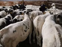 Sığır (parti, cinsiyet belirtilmedi), Simmental cattle — foto 2