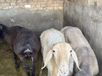 Sheep, Sheep — photo 2