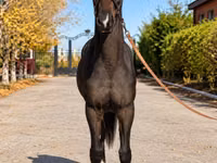Mare, Akhal-Teke — photo 2