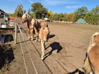 Kobila, Haflinger — fotografija 5