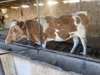 Krava, Simmental cattle — foto 3