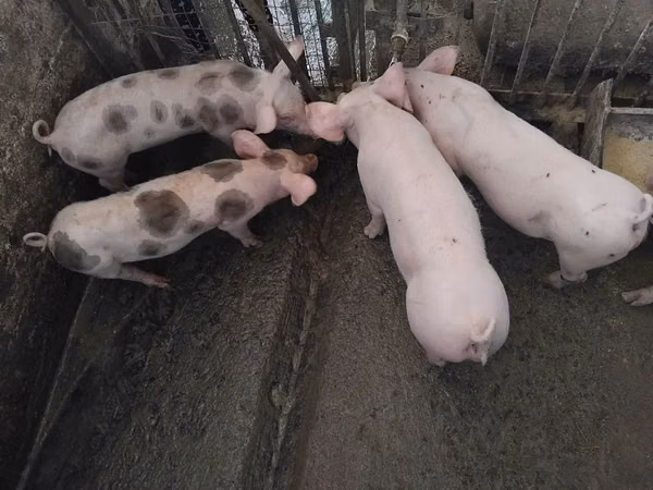 Sow, Pigs — Moldova