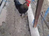 Chickens — عکس 5
