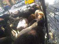 Ram, Dorper sheep — photo 3