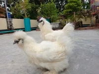 சில்கி — புகைப்படம் 2