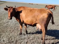 Vaca, Vaca branca de cabeça kazakh — foto 4