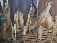 母牛, Holstein breed — 照片 3