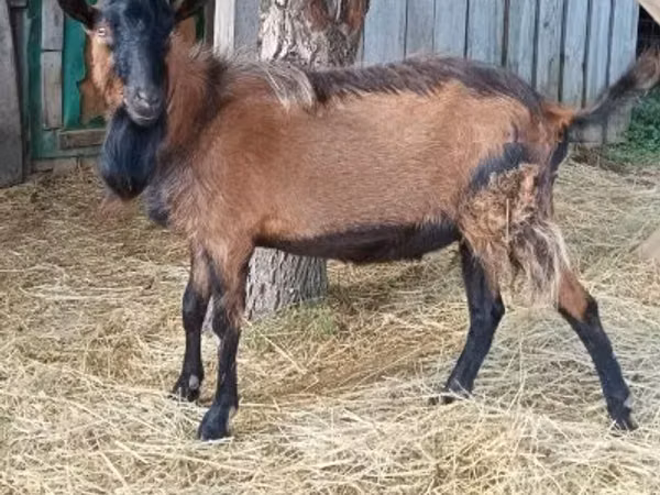 Billy Goat, Goats — Hungary