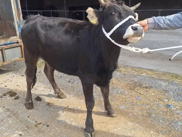 Cow, Cattle — Kyrgyzstan