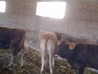 Vaca, Swiss cattle — foto 1