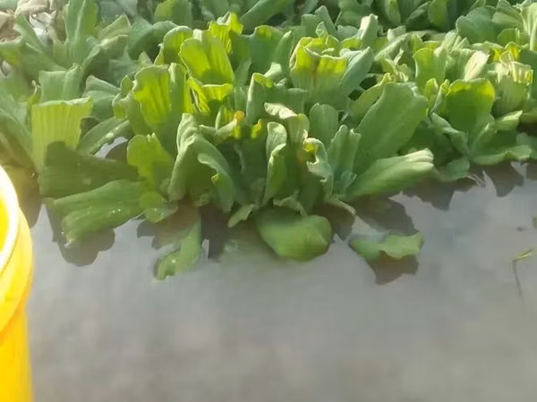 Apex Water Letuce, for Catfish , Pigs, Ducks, Ponds Abs Aquariums