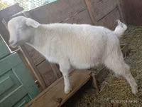 Capra, Saanen goat — foto 4