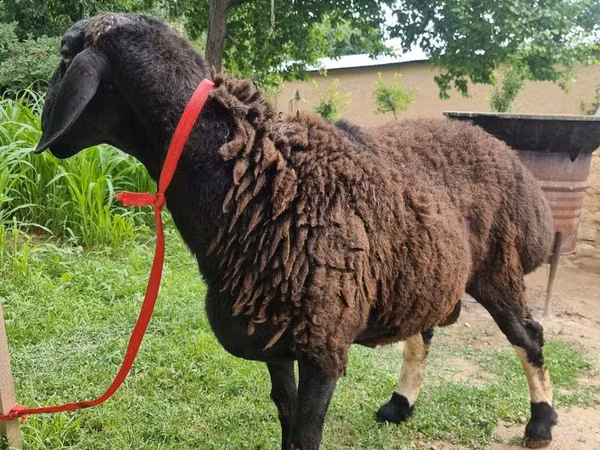 Ram, Blackheaded Persian sheep