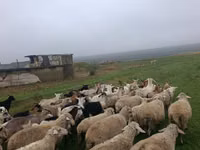 母羊, Sheep — 照片 2