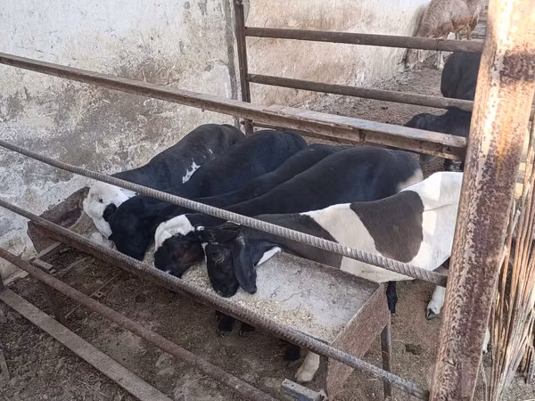 Kambing jantan, Sheep — Uzbekistan
