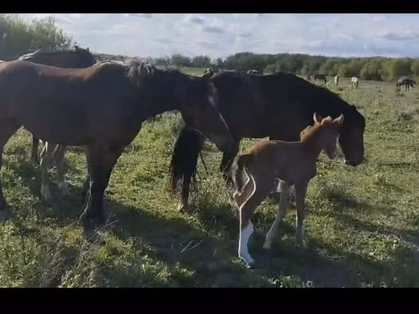 雌馬, Horse breed