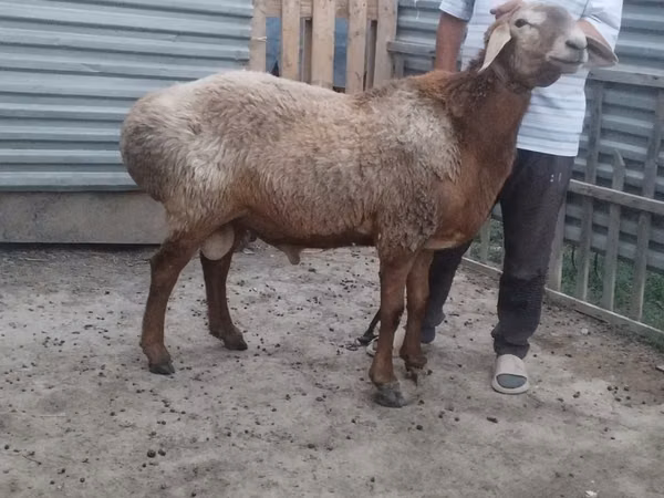 Ram, Arashan sheep — Kazakhstan