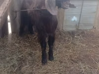 Արու այծ, Damask goat — լուսանկար 1
