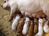 Premixuri pentru păsări şi animale / Премиксы для птиц и животных — ፎቶ 5