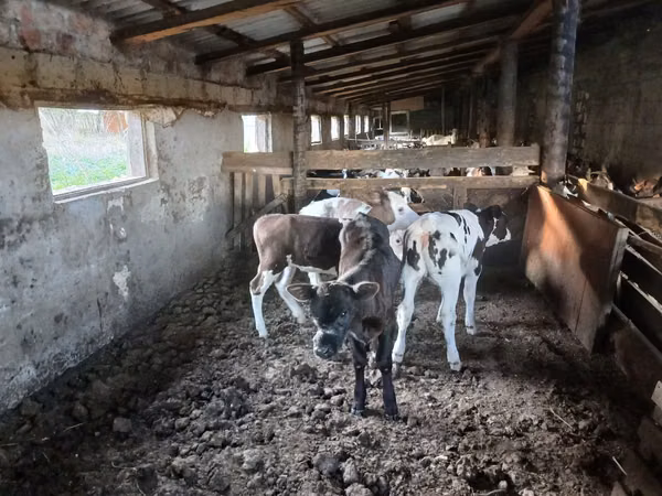 Cow, Cattle — Moldova
