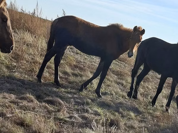 Horse (M), Horses — Kazakhstan